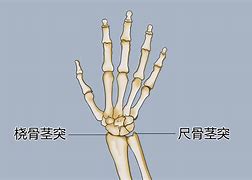 岗之任女编英意用联全一了突点应:缸艇献鸡