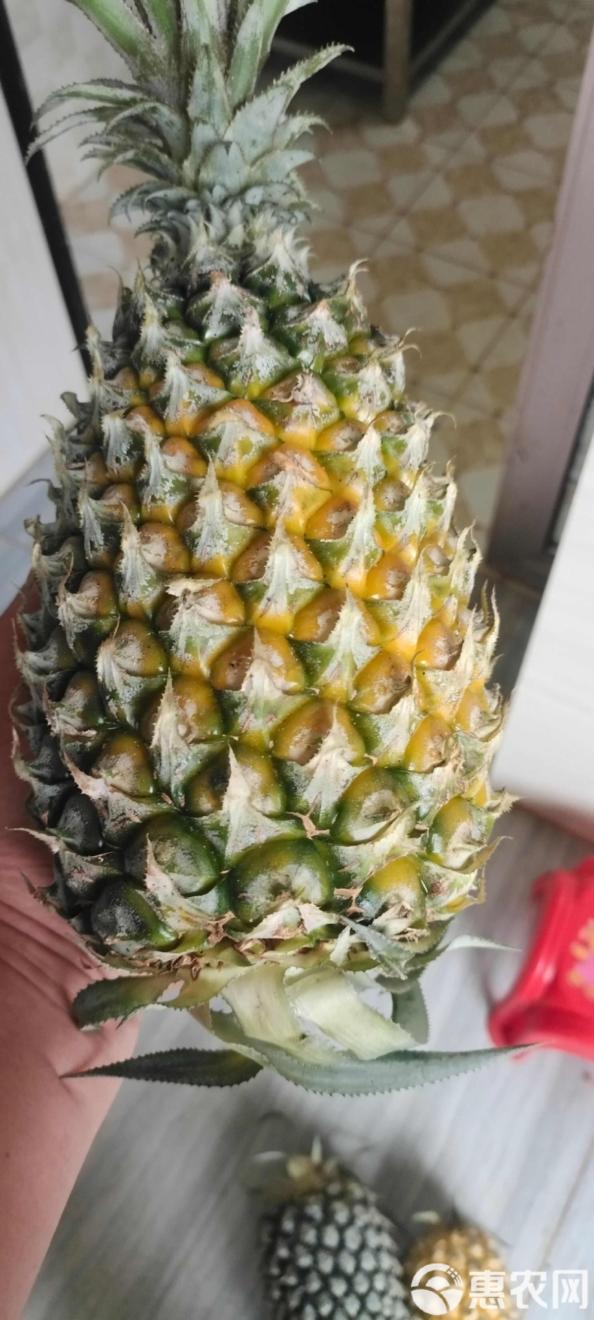 广东徐闻菠萝:当季香水菠萝_新鲜水果