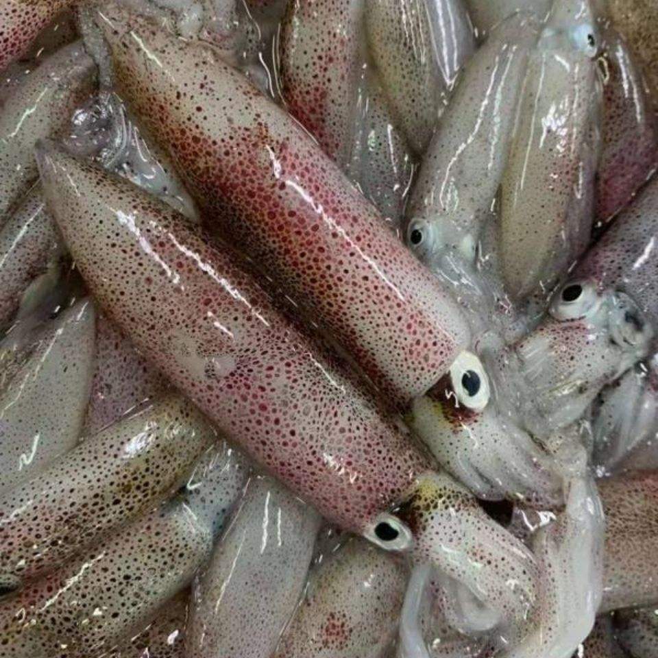 缤鲜海鲜水产怎么样小海兔呀,小海兔~