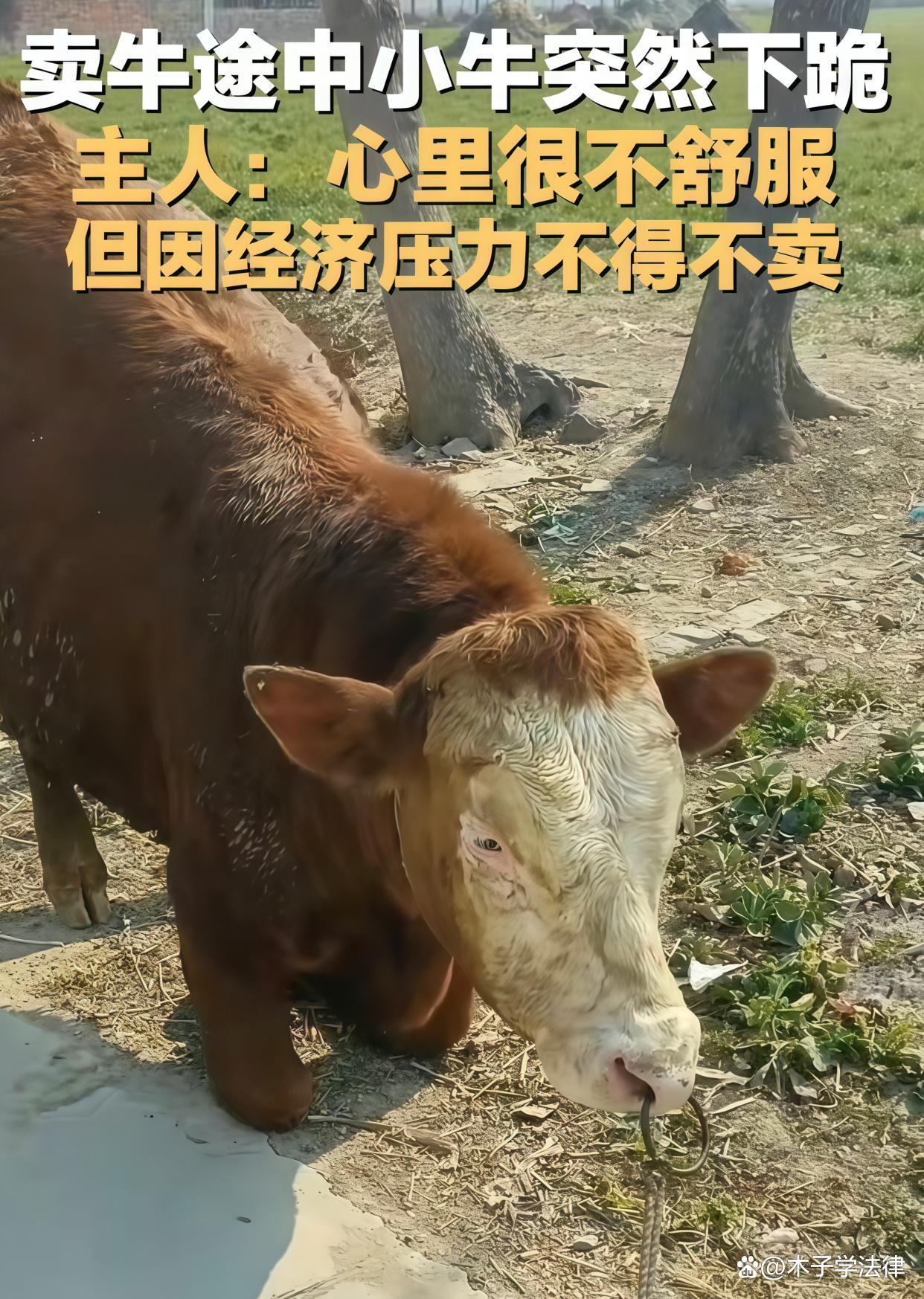 请问什么是""现金牛""?-请问什么是""现金牛""?