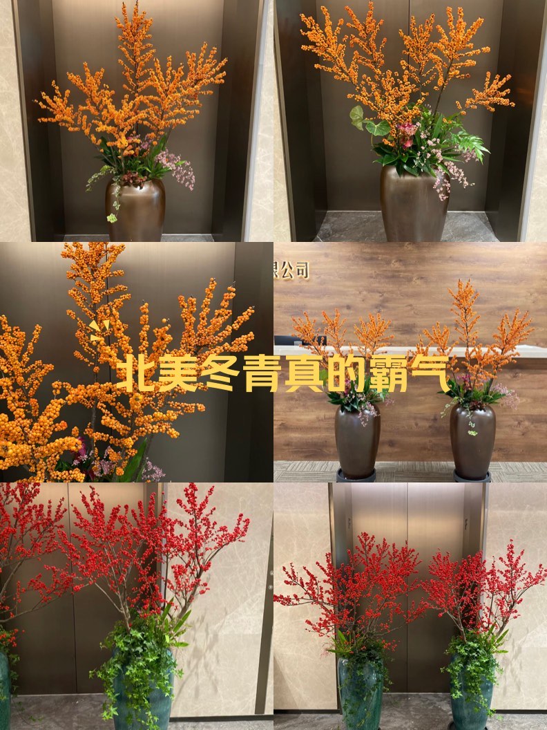 刺冬青盆景怎么养?