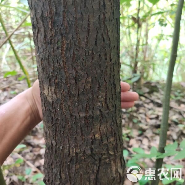 香樟和大叶樟的区别是什么