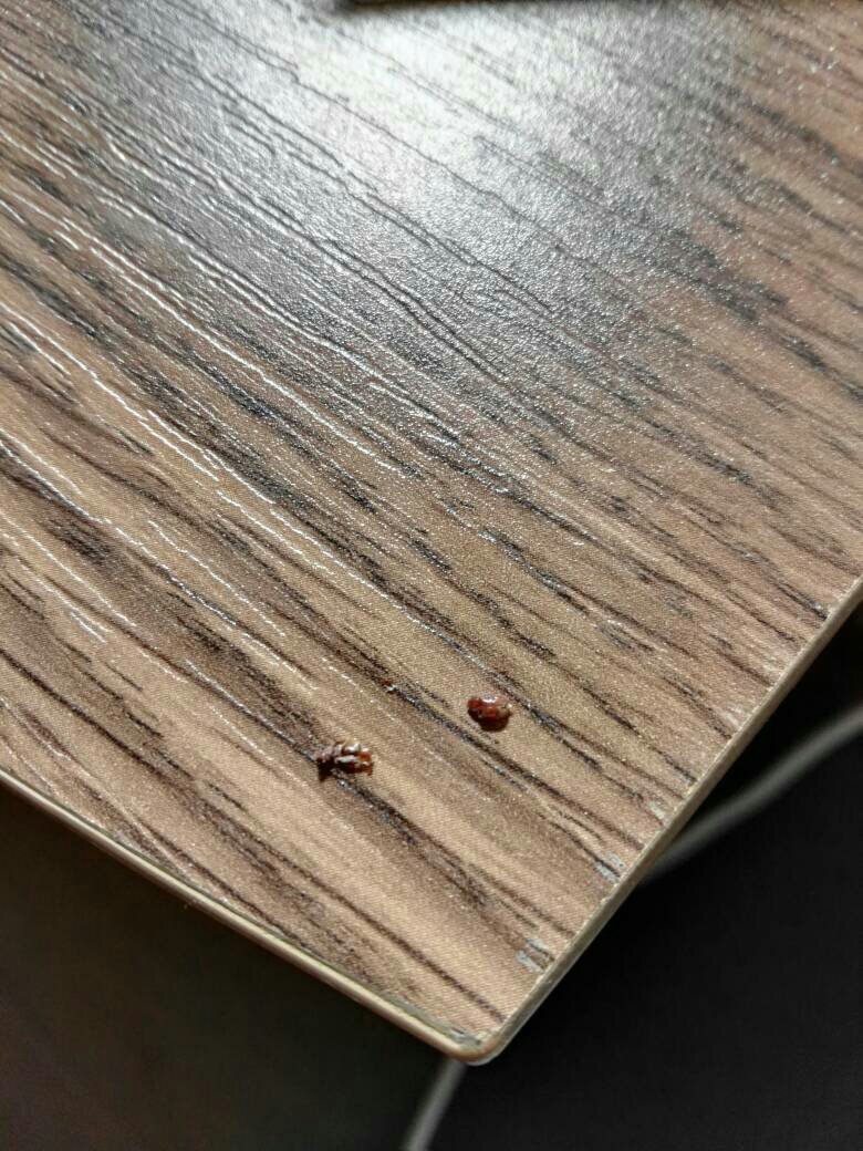家里有许多这种特别小的黄色虫子是什么虫子?