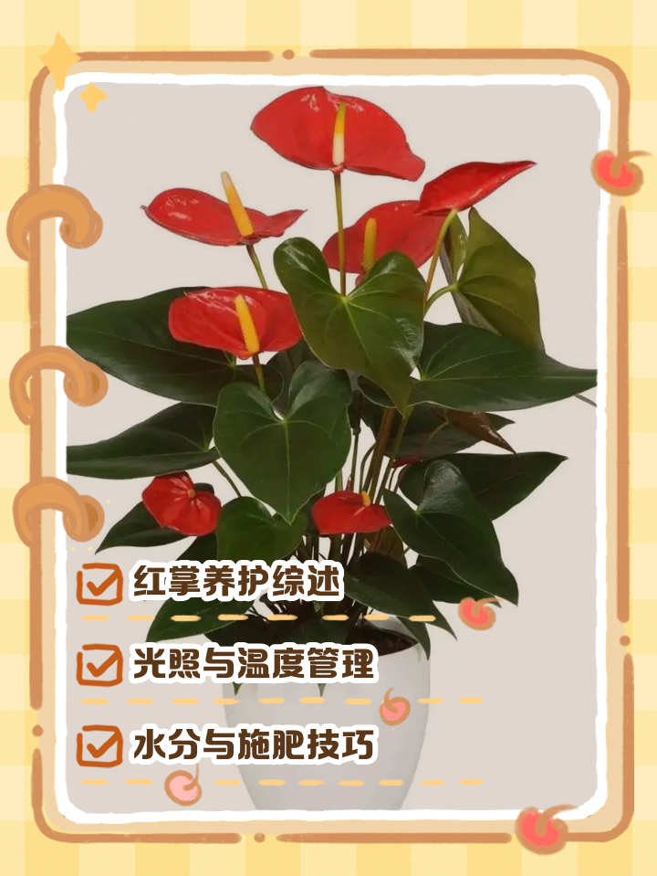 红掌怎么样家庭红掌的养护方法介绍