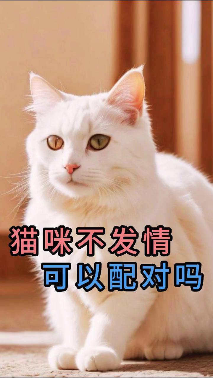 冬天猫咪会发情吗,冬天猫为何半夜叫那么厉害