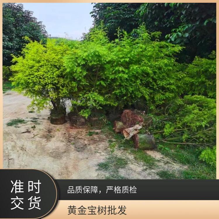 贺乐心