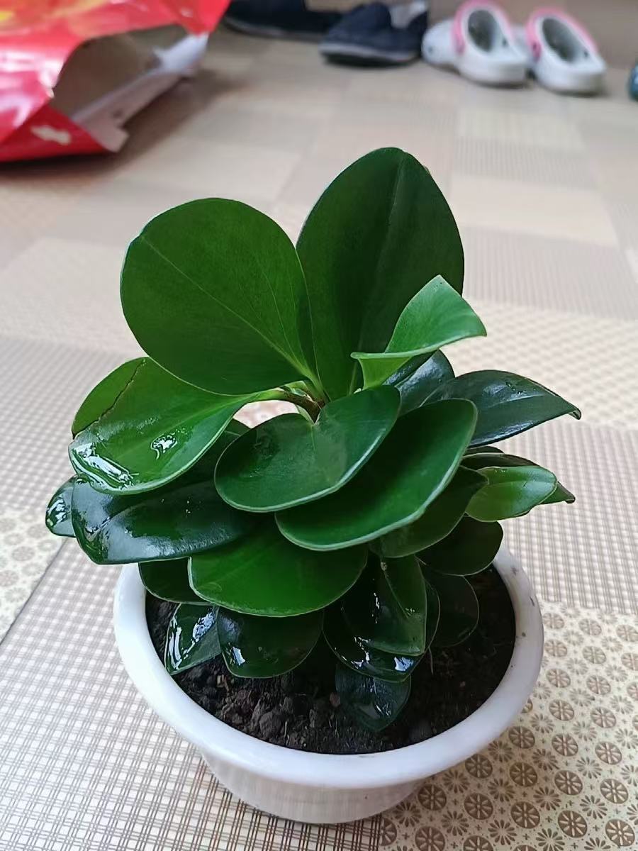帛飞荷