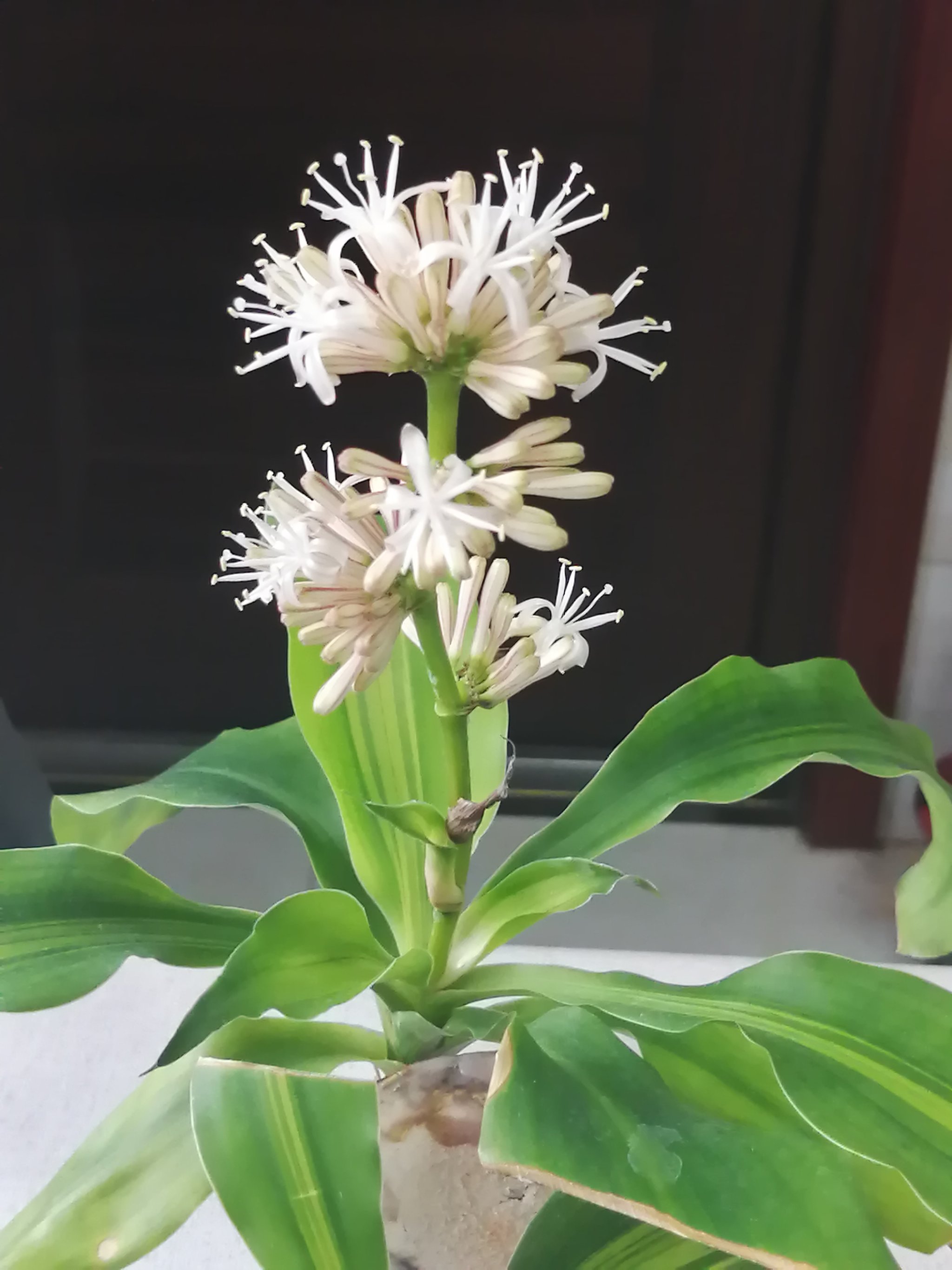 巴西木开花香味有害吗