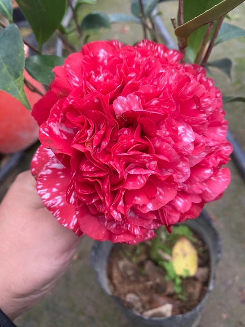 韩泊莉白茶花护发精油150ml仅需9.9元_行情