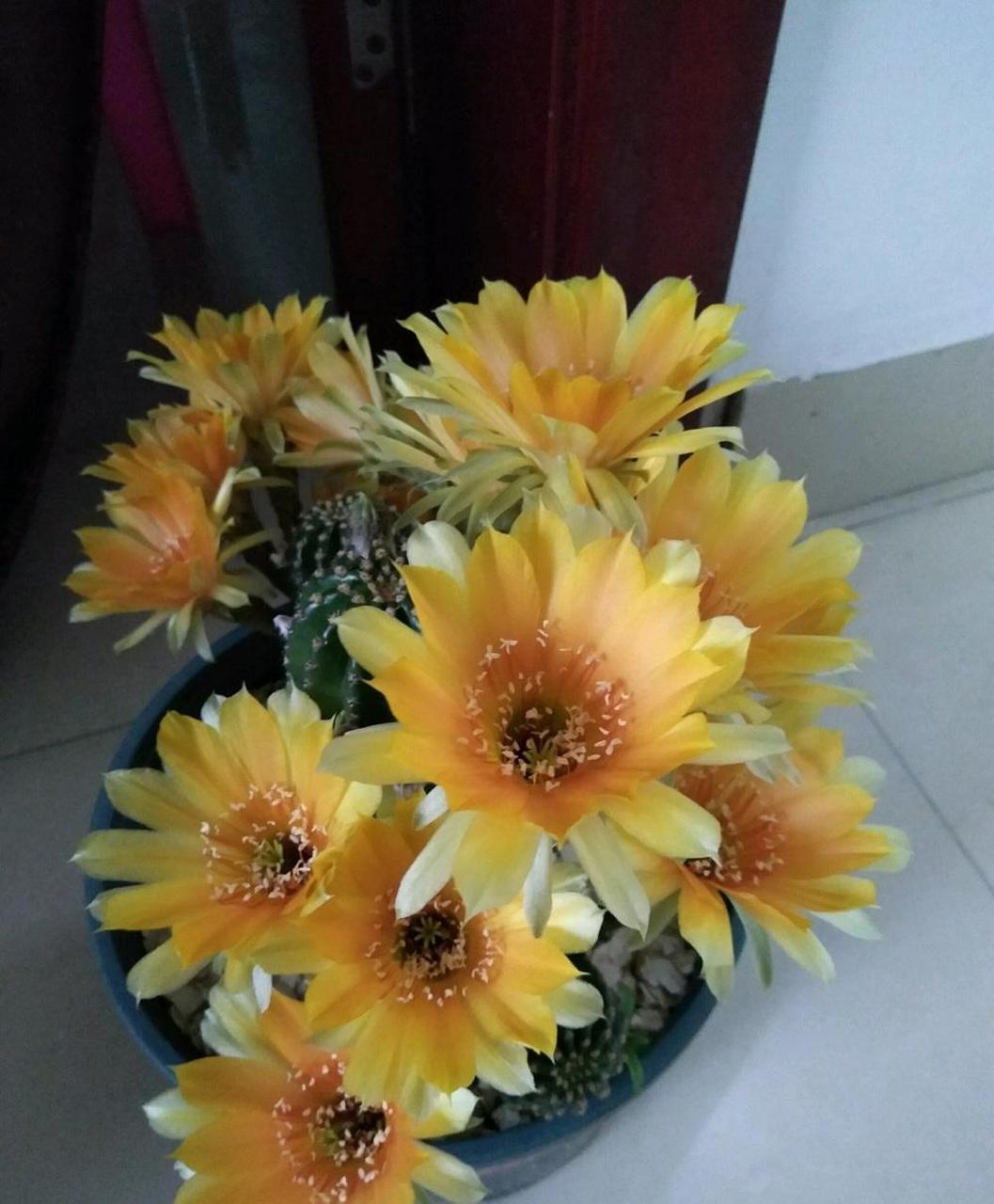 黑金刚仙人球怎么养开花?