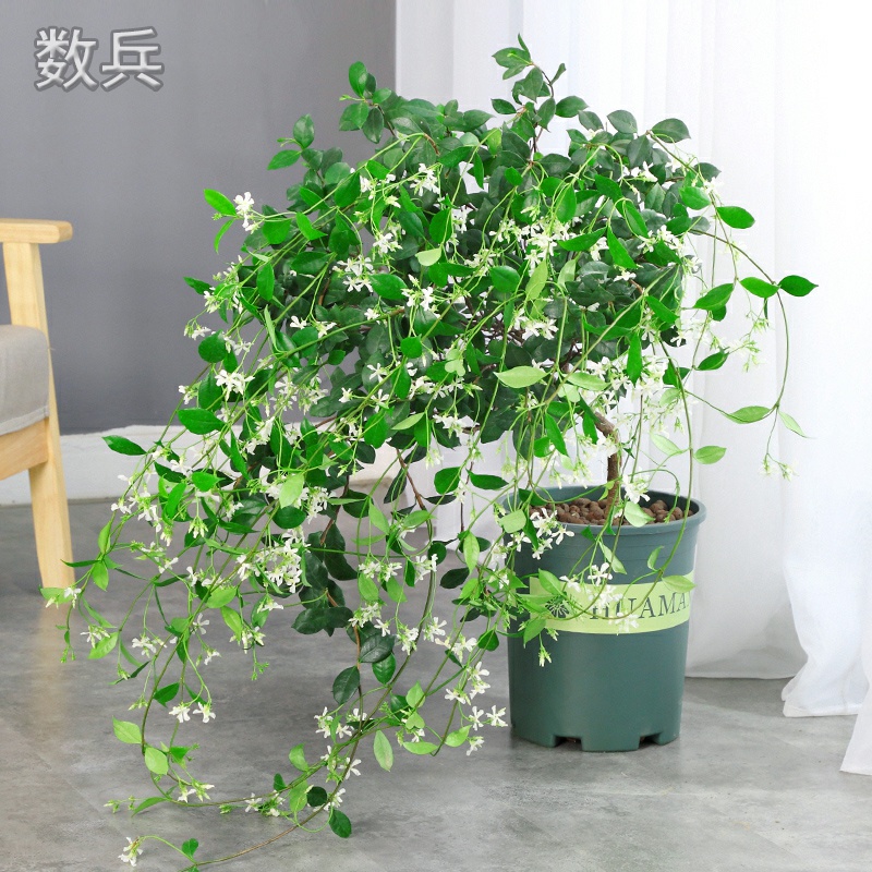 藤蔓植物的分类阳台藤蔓植物有哪些