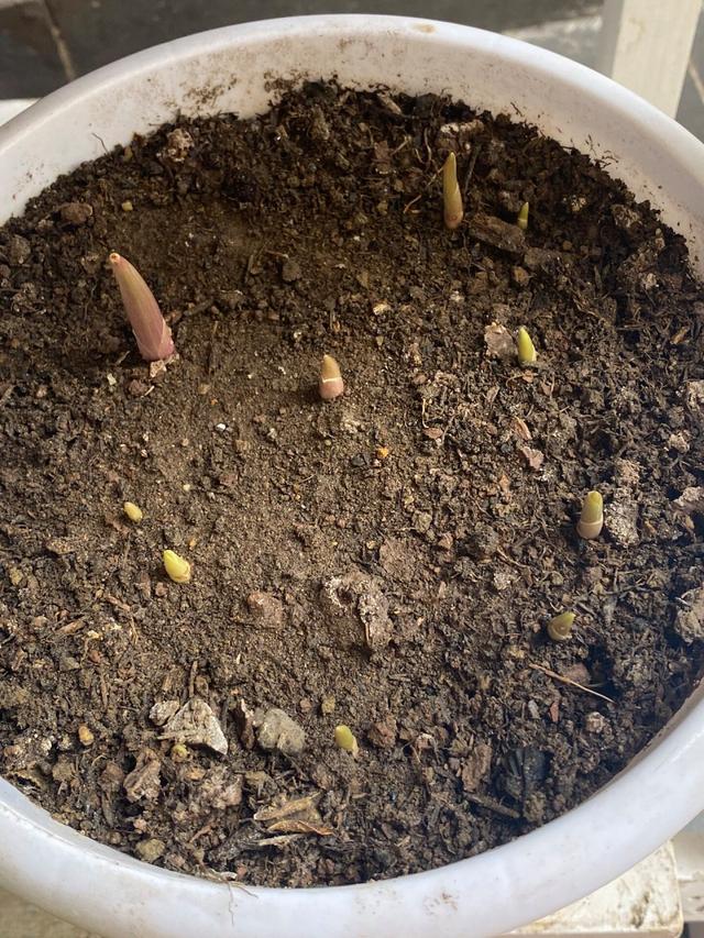 铃兰花有毒吗铃兰花适合放在室内养吗
