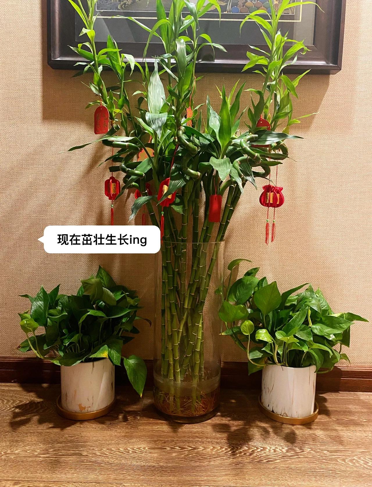 谁知道富贵竹笼的养殖方法?