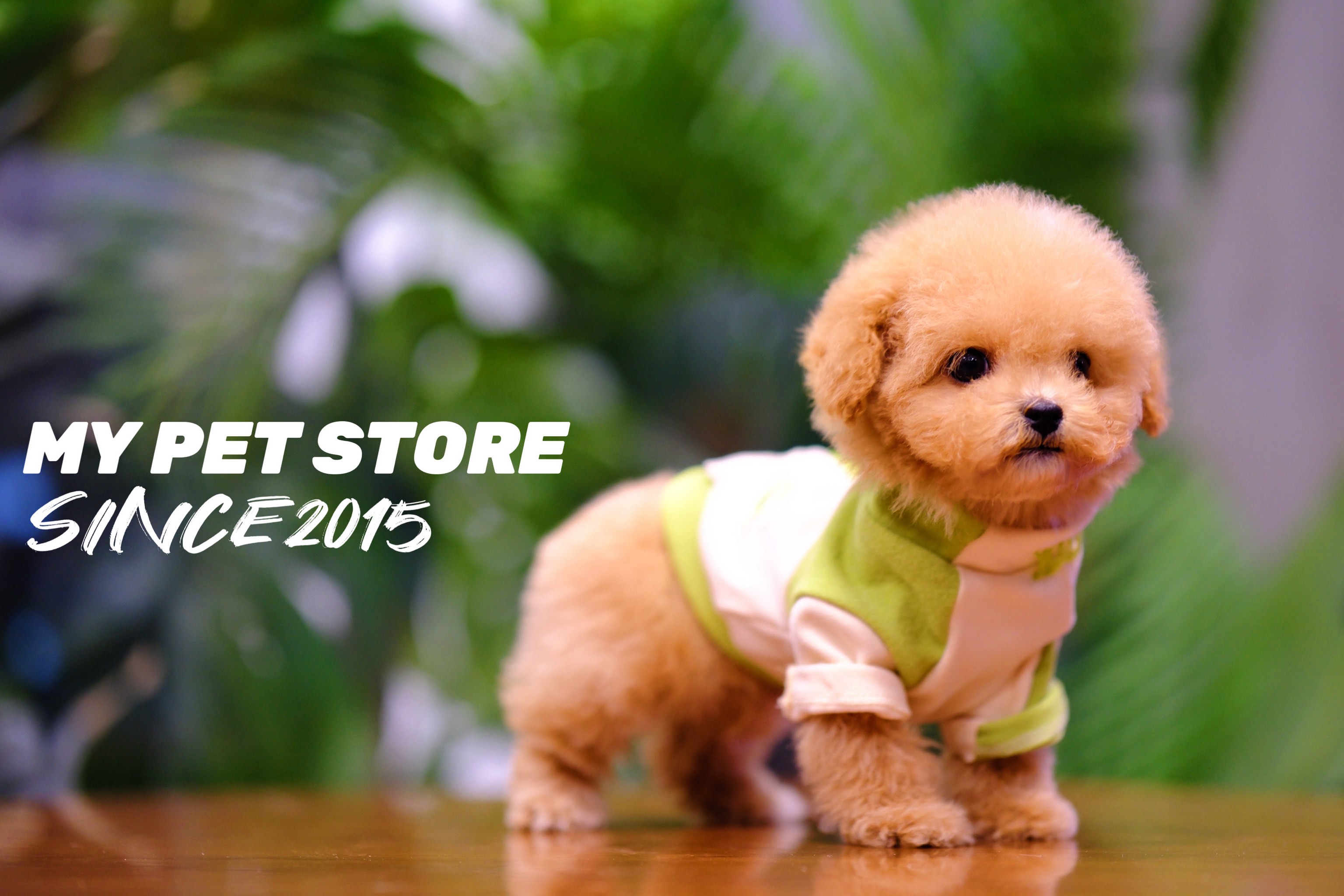 尝试拍拍自家的宠物狗!(玩具贵宾犬)摄影论坛