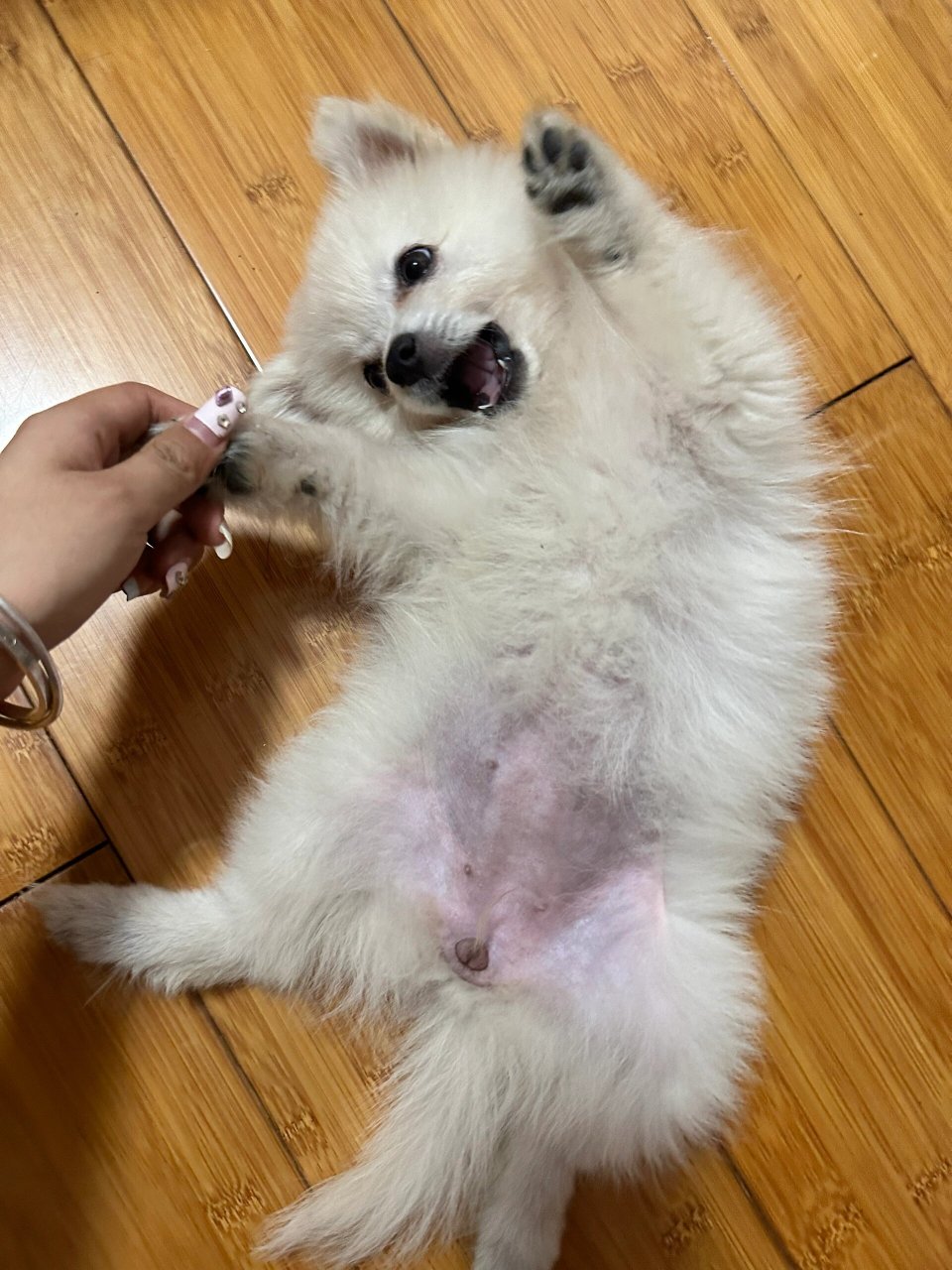 如果博美MM和土狗DD交配了,生出来的还会是博美样么?