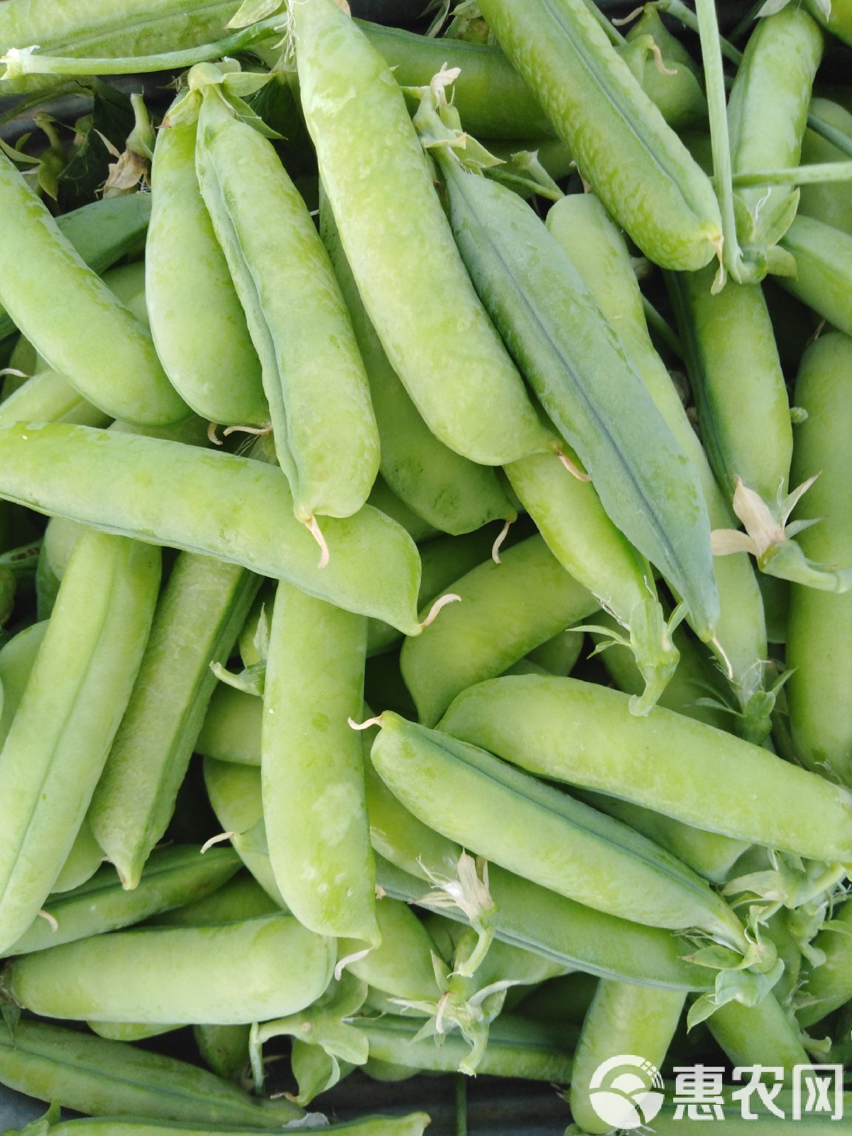 【X8豌豆荚下载】西铂X8豌豆荚8.2.5.1免费下载