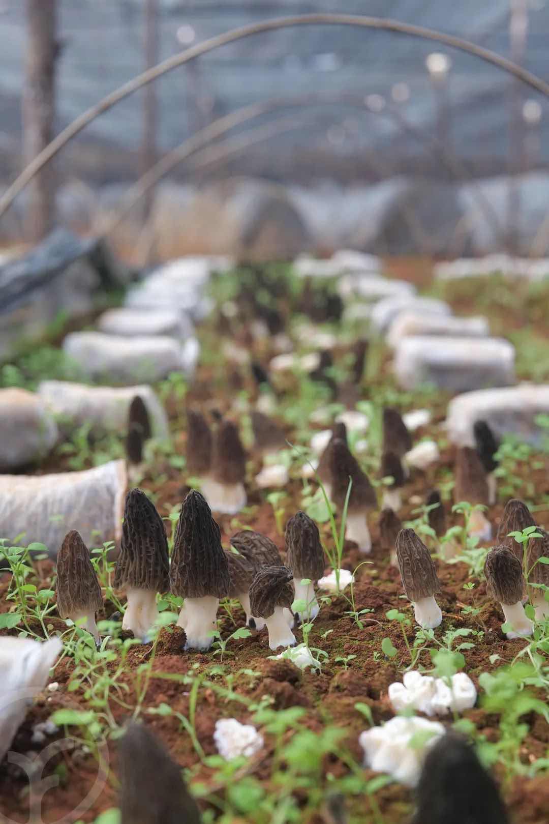 冬耳(菱形耳)湖北随州丰汇山珍湖北随州丰汇山珍