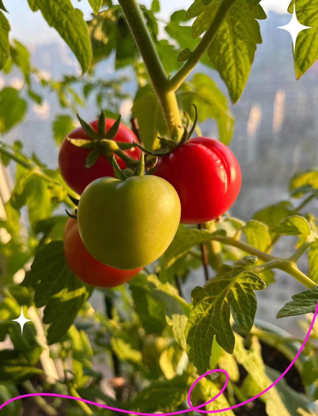 阳台小西红柿的种植方法是什么阳台种菜需要考虑什么