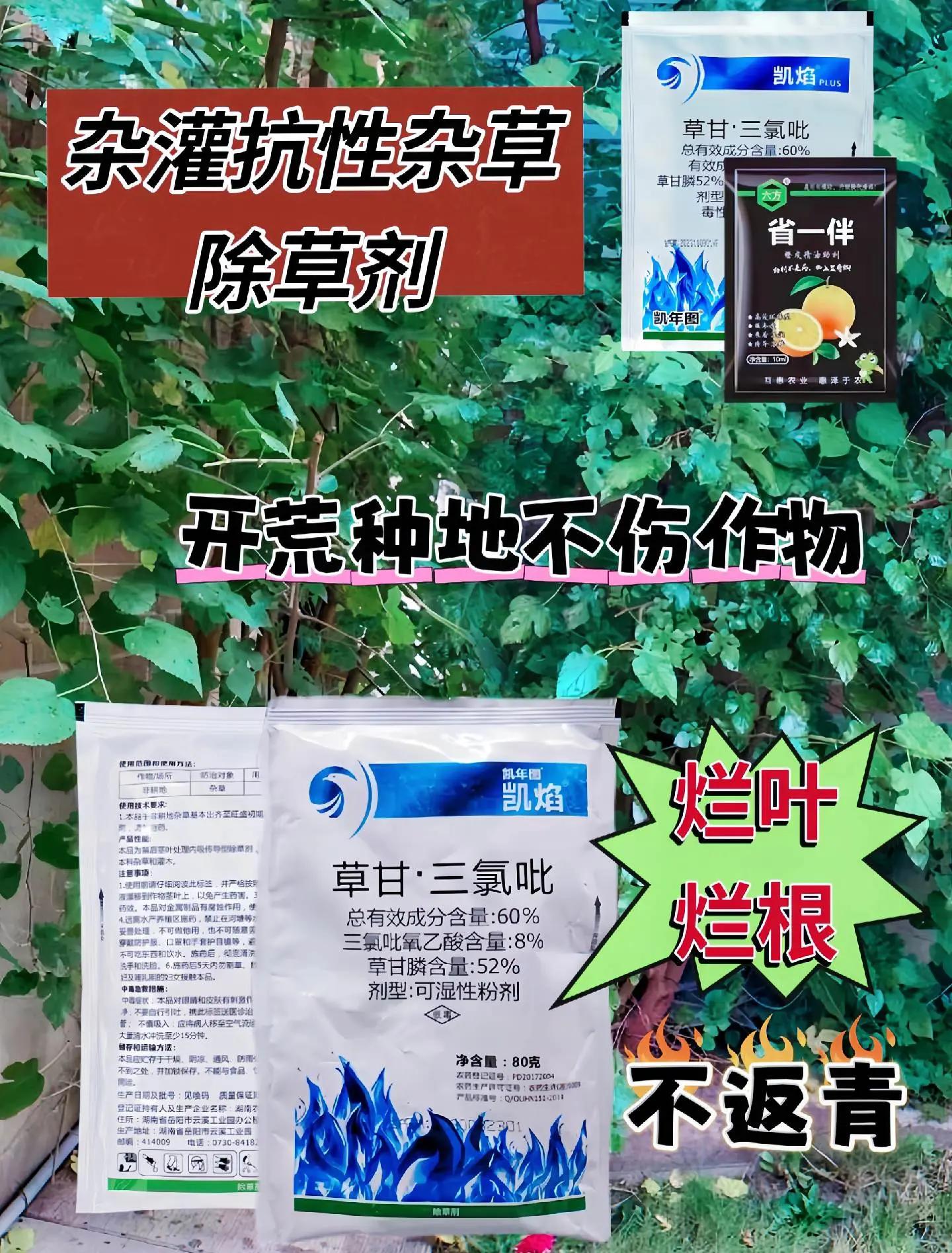 吡氟酰草胺Diflufenican麦田除草剂视频