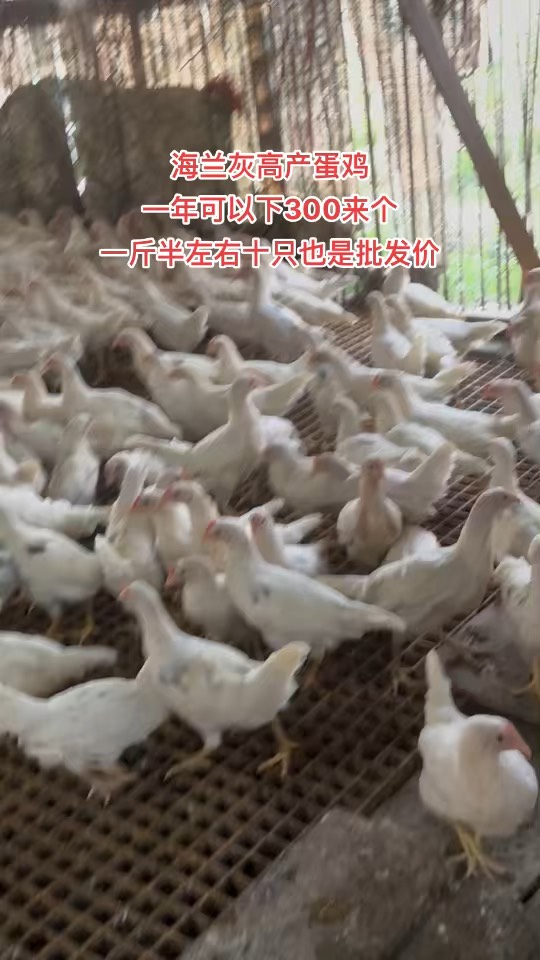盐城海兰褐青年鸡开产日龄南通60日龄海兰褐采食量