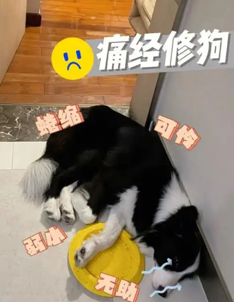 宠贵诺丨狗能吃海苔吗?需要根据狗狗的实际情况来考虑