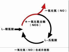 一氧化氮NO气体CAS:10102-43-9