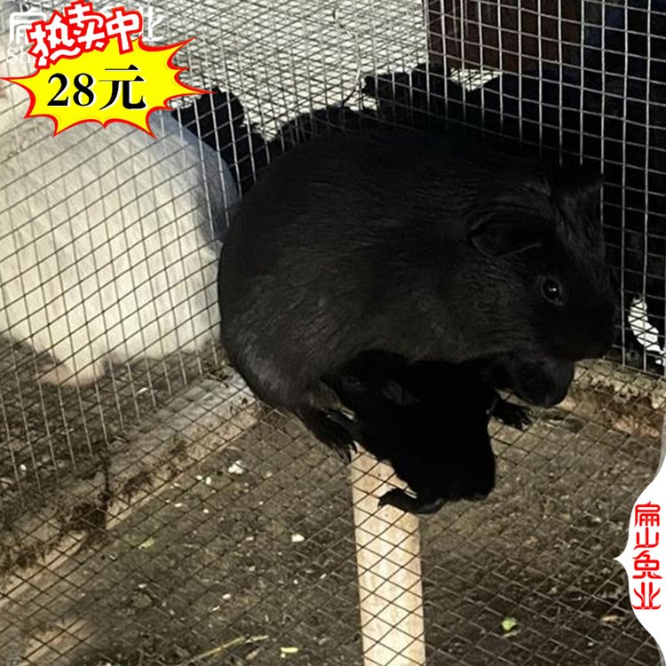 黑豚鼠种鼠及商品鼠黑豚鼠,中华黑豚黑豚鼠,中华黑豚