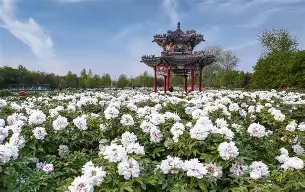 戚恬美