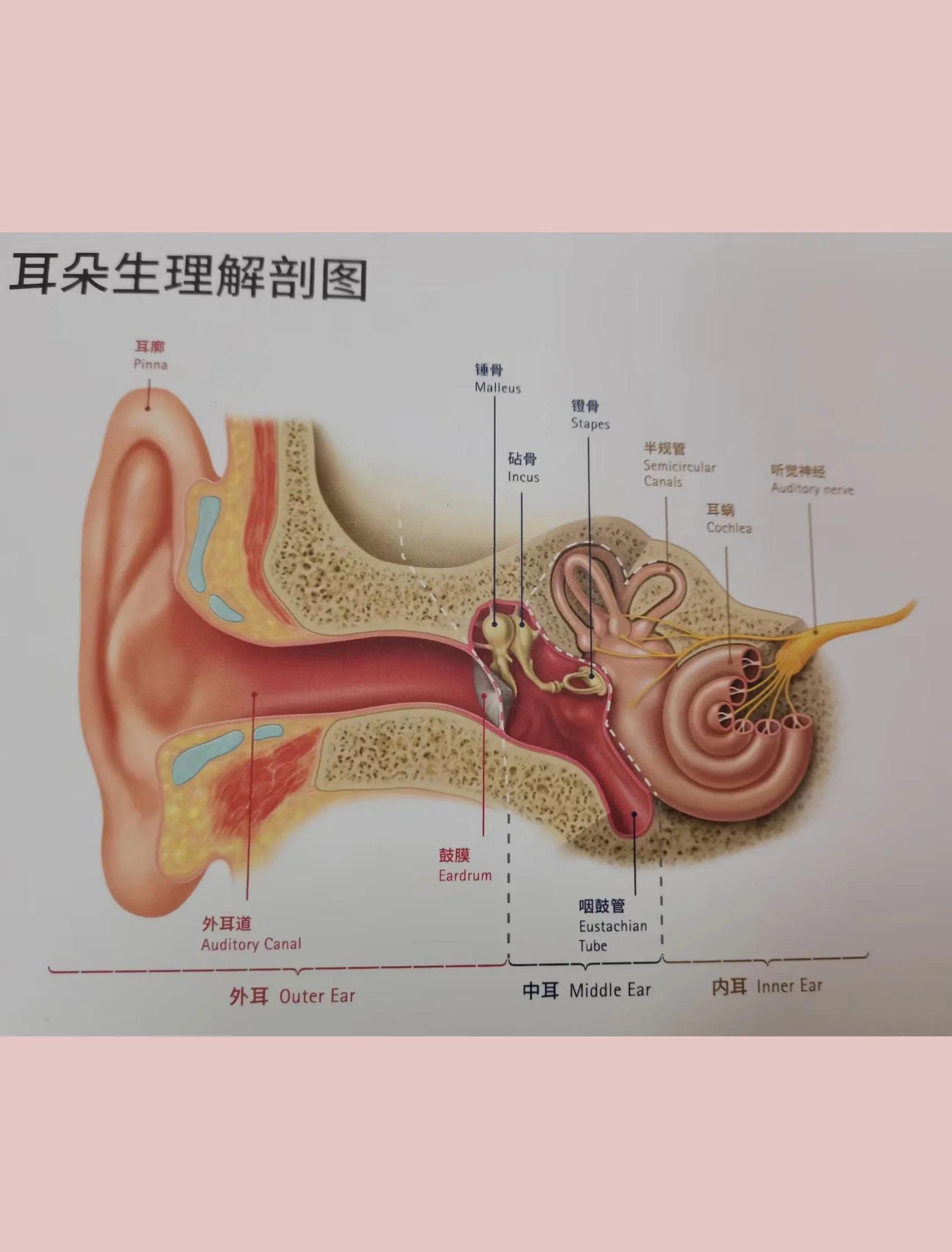 耳朵反廓的女性18种运势缺点双耳廓骨外突的女性克夫