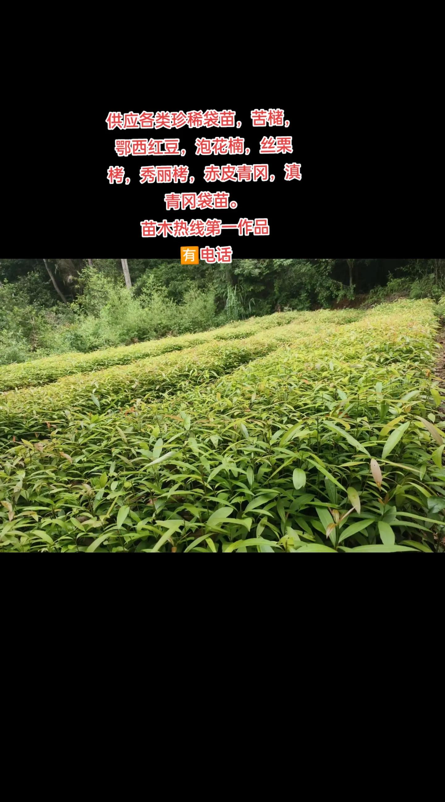 湖南省鹏翔果苗基地:果树苗木,花卉苗木,草坪种子
