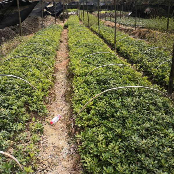 25高春鹃地苗40高春鹃工程苗春鹃笼子基地春鹃批发视频