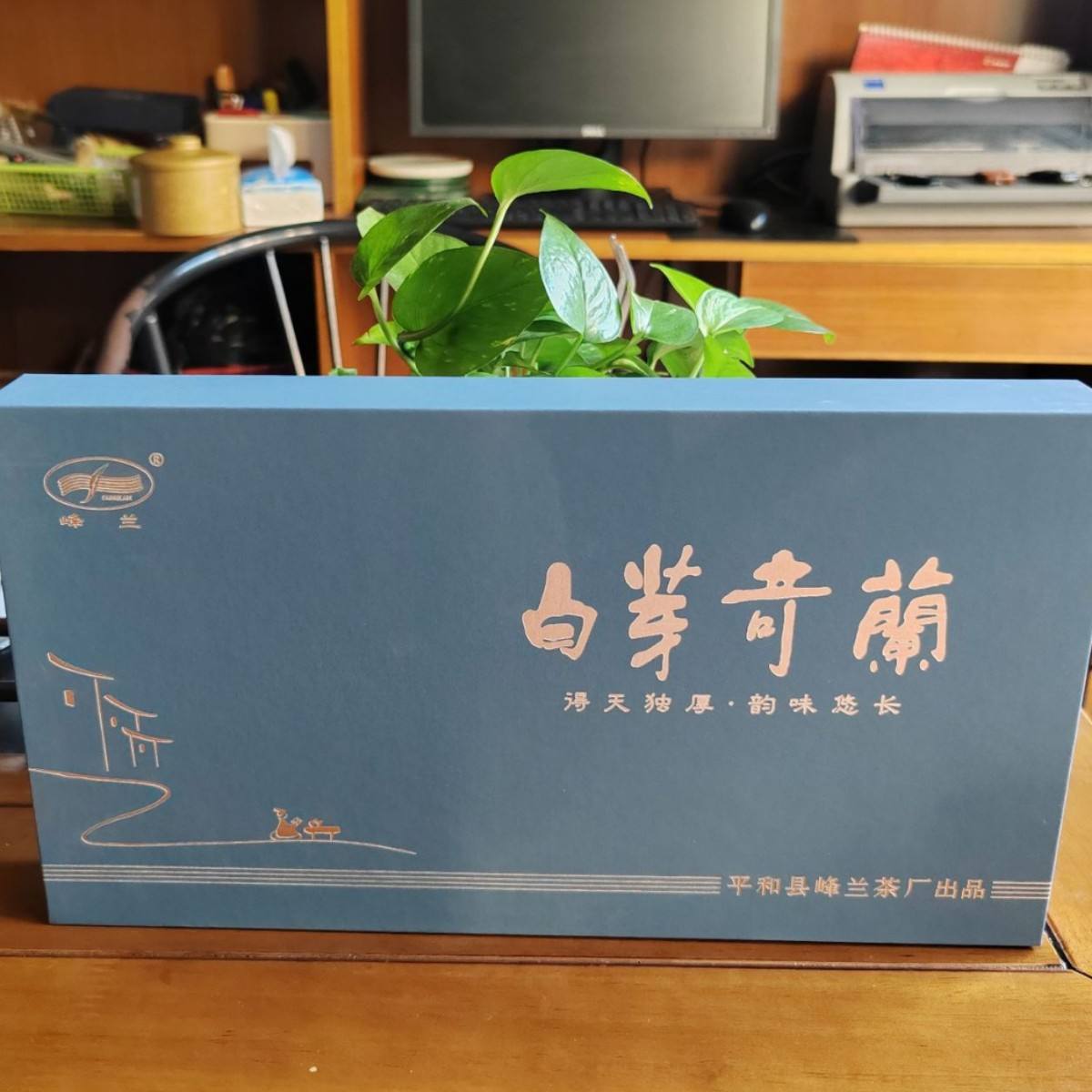 批发平和白芽奇兰茶叶/乌龙茶新良种/一斤起批/秋茶