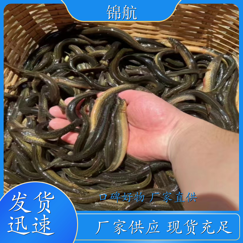 辉南县金池林蛙养殖专业合作社:泥鳅鱼,林蛙系列