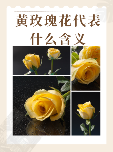 不同数量玫瑰的寓意