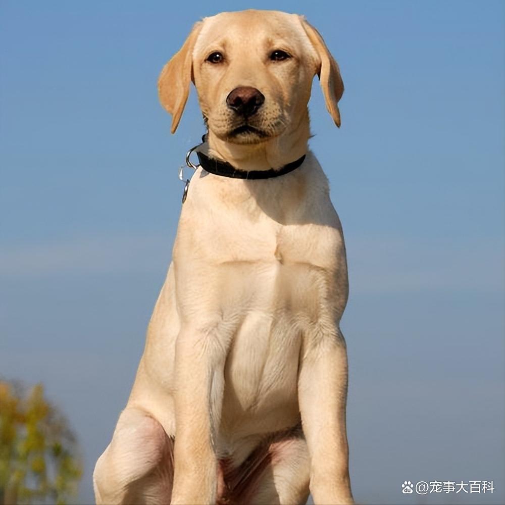 最忠诚十大狗狗排名第一无可代替