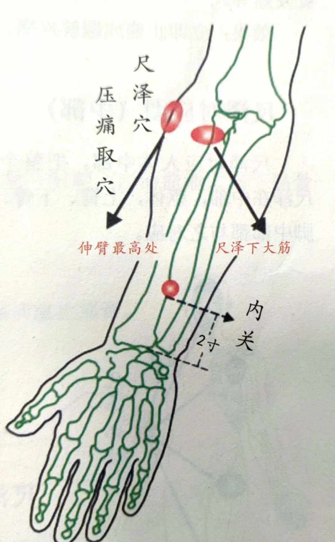 尺泽的准确位置图