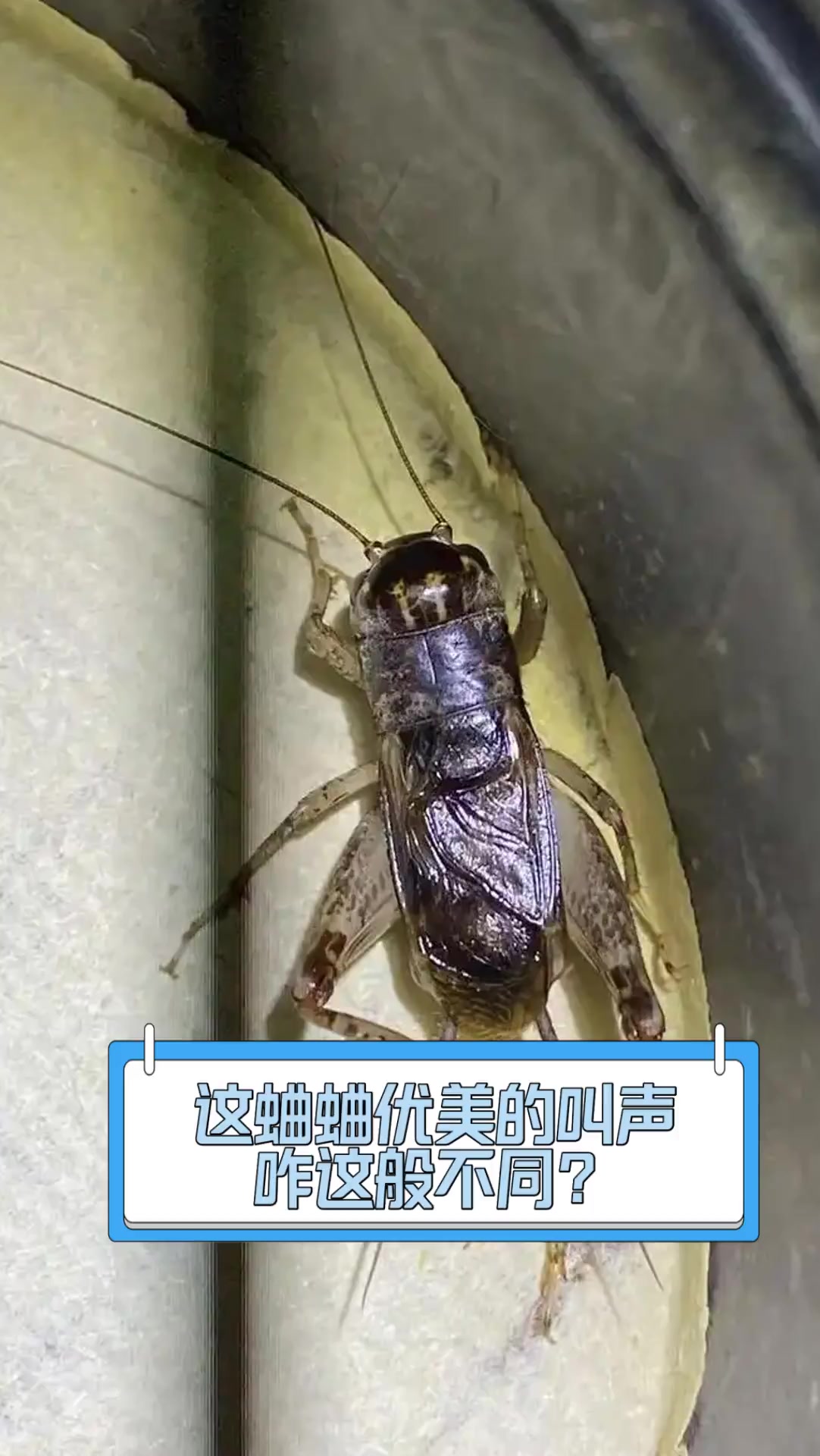 怎么让蛐蛐不叫了