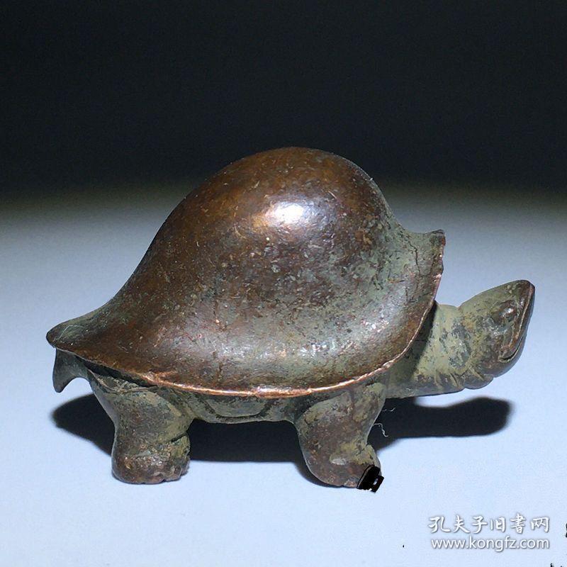 长寿龟的介绍