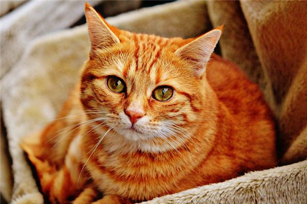 梦见好多猫是什么意思周公解梦好听的海鲜馆的名字图片