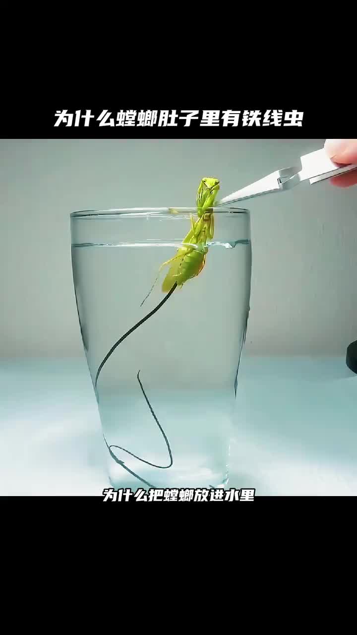铁线虫控制螳螂的原理是什么