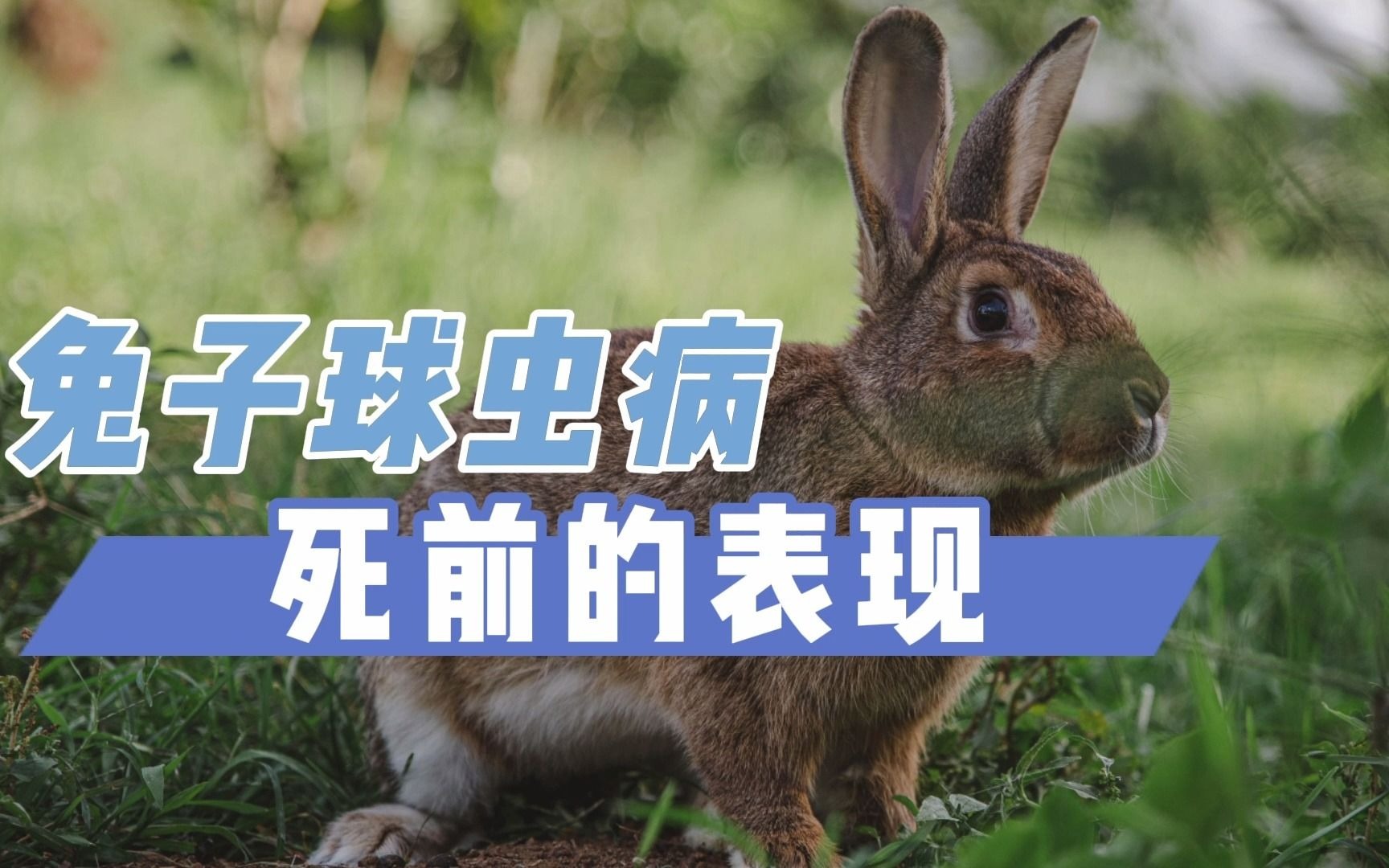 兔子得了球虫病的前兆图片