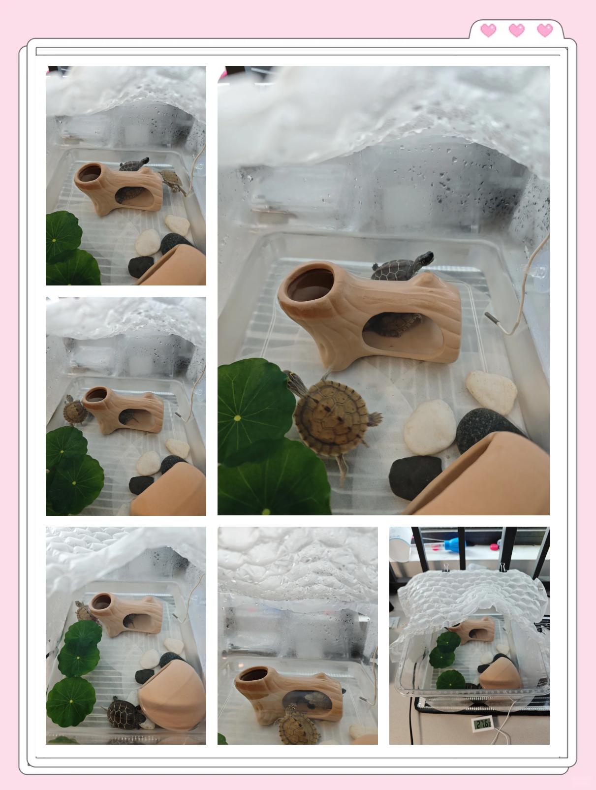 草龟冬天怎么养正确方法
