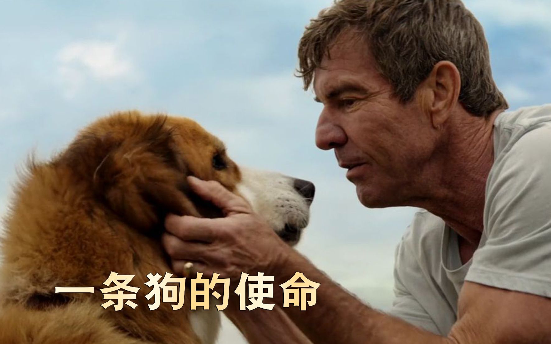 讲狗狗的电影美国