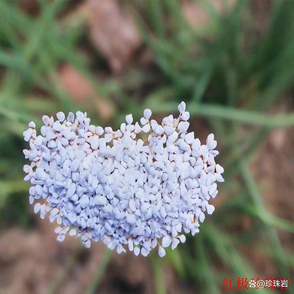 珍珠岩栽花好吗