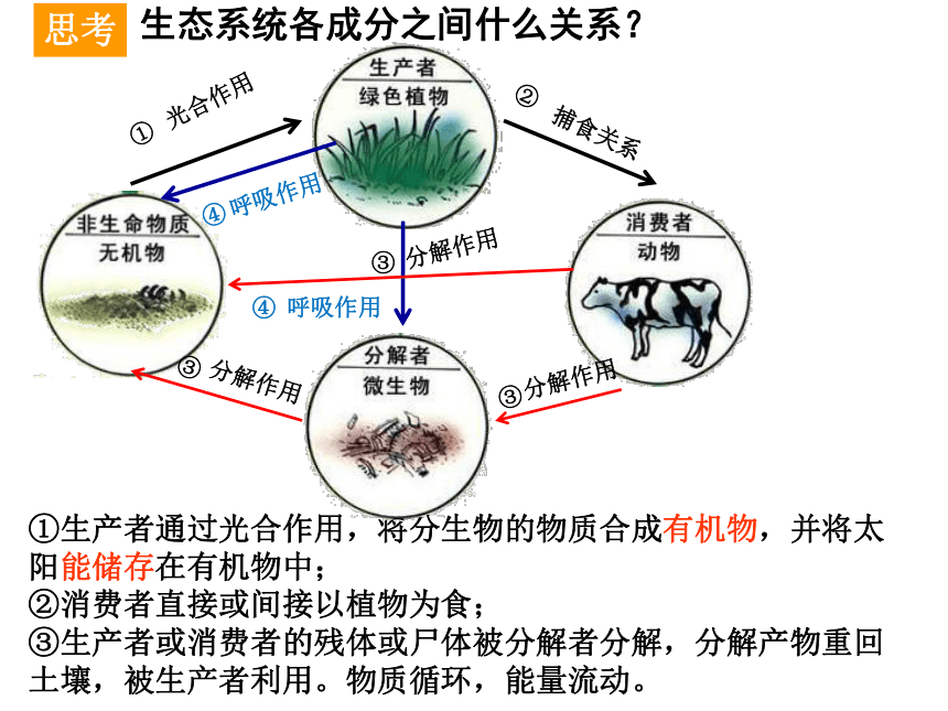 生态系统有哪些组成成分,他们如何构成生态系统