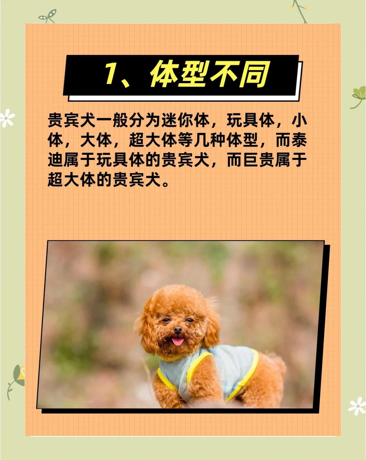 贵宾犬和泰迪一样吗?