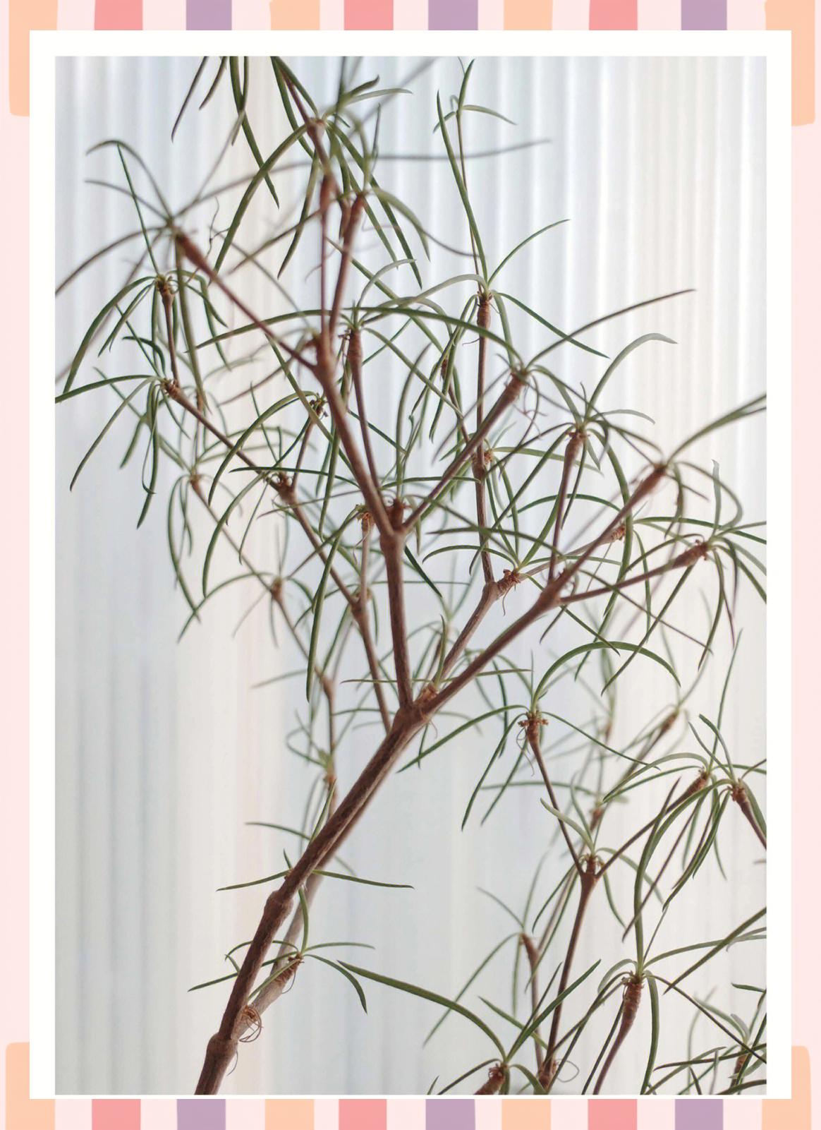 麒麟花怎么养才茂盛