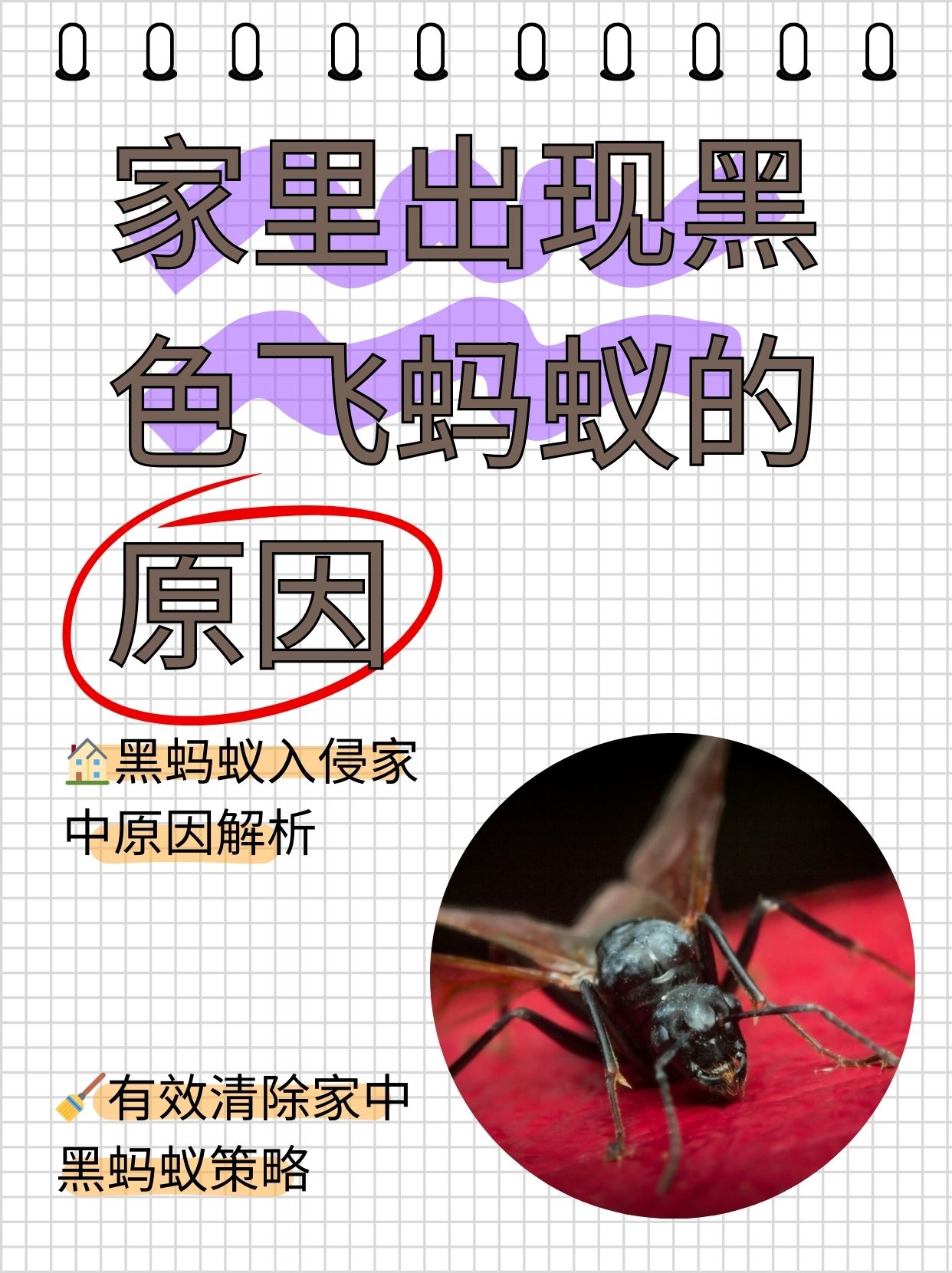 飞蚁怎么去除