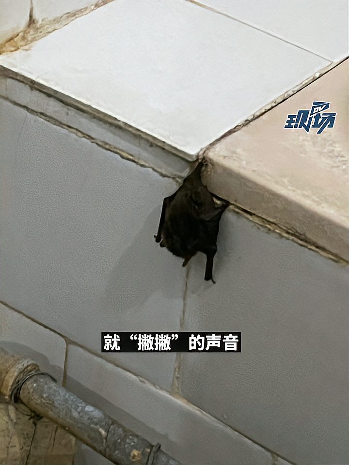 蝙蝠入屋是否还是不吉利