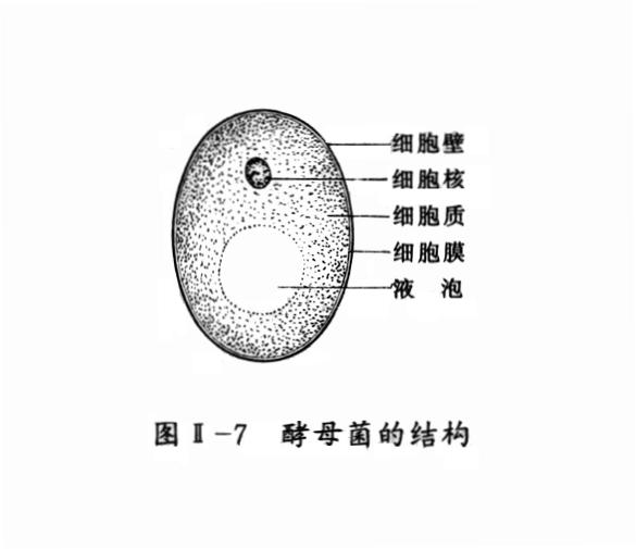 酵母菌的结构及其功能